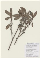 藏品(大明橘)的圖片